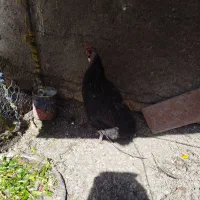 مرغ تخم گذار محلی