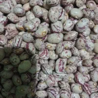 لوبیا چیتی ۲۰۰کیلو