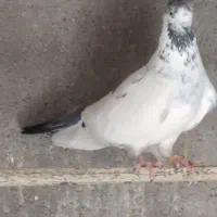 کفتر