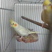 یک عد عروس هلندی گل باقالی (ابلق)حدودا1سال ونیمشه