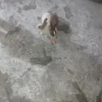 خرگوش