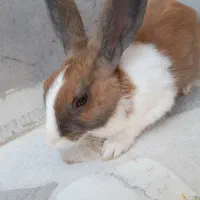 خرگوش