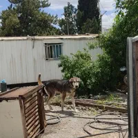 سگ پژدر|سگ|ایلام, |دیوار