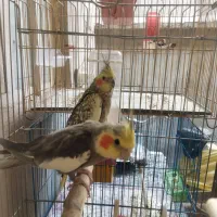 عروس هلندی مولد