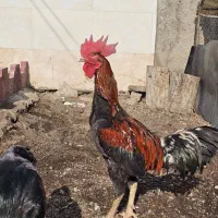 خروس لاری|حیوانات مزرعه|قزوین, |دیوار