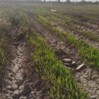 فروش-چند-قطعه-زمین-کشاورزی-مسکونی