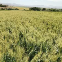 زمین چاه دار