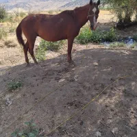 اسب مادیان|اسب و تجهیزات اسب‌سواری|بیلوار, |دیوار