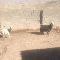 بز و بزغاله ماده|حیوانات مزرعه|فیروزآباد (لرستان), |دیوار
