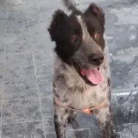 سگ قهدرجانی|سگ|کرج, ساماندهی|دیوار