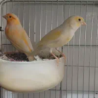 قناری رنگ روشن نو جفت جوان|پرنده|شاهینشهر, کوی مهدیه|دیوار