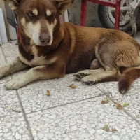 سگ هاسکی چشم یخی