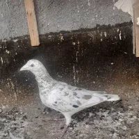 کبوتر سرور کشاورز