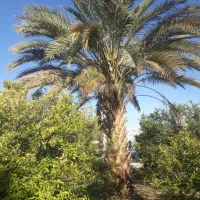 قطع نخل در باغ|خدمات باغبانی و درختکاری|داراب, |دیوار