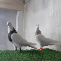 کبوتر طوقی سیاه فولادی ،ماده کِرمی  خاص