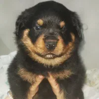 توله سگ روتوایلر Rottweiler