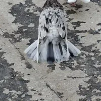 ی جفت هما سرور پا چکمه ای|پرنده|نسیم‌شهر, |دیوار