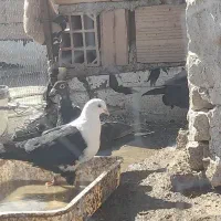 پرنده کبوتر