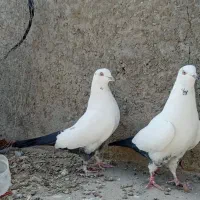 کفتر کبوتر‌پرشی