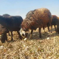 قوچ داشتی|حیوانات مزرعه|اصفهان, شهرک کوثر|دیوار