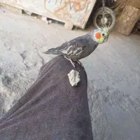 عروس هلندی دستی|پرنده|زهک, |دیوار