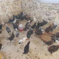 نیمچه مرغ و خروس گلین|حیوانات مزرعه|تهران, آهنگ|دیوار