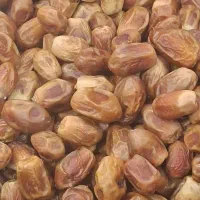 زاهدی تازه چیده شده