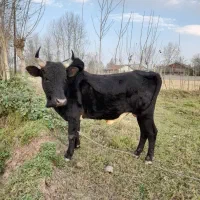 ورزا چالوسی گاو لیشه|حیوانات مزرعه|سنگر, |دیوار