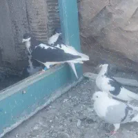 ۷ الی ۸تا رنگی غلط|پرنده|محمدیه-قزوین, |دیوار