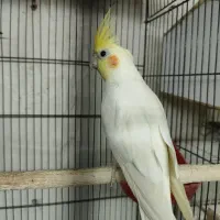 مرغ عشق انگلیسی مولد|پرنده|تهران, یافت آباد جنوبی|دیوار