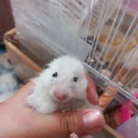 دو عدد همستر|موش و خرگوش|مشهد, حسابی جنوبی (شهرک غرب)|دیوار