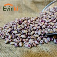 فروش  همه نوع لوبیا