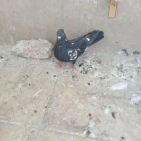 کبوتر صید|پرنده|مشهد, هنرور|دیوار