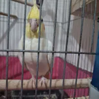 جفت عروس هلندی با ۵ تخم|پرنده|کرج, حسن آباد|دیوار