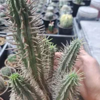 افوربیا فروکس، کاکتوس|گل و گیاه طبیعی|بندرعباس, |دیوار