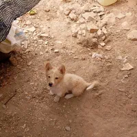 سگ بانمک|سگ|اردکان, |دیوار