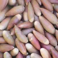 بلوط تازه ارگانیک شیرین ‌پاک کیلویی ۹