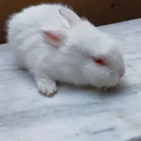 خرگوش|موش و خرگوش|کرمانشاه, |دیوار