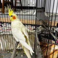 عروس هلندی نر و ماده درشت و کشیده کینگ سخنگو