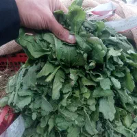 سبزی خوردن اسفناج شوید