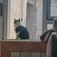 گربه نر|گربه|عسگران, |دیوار