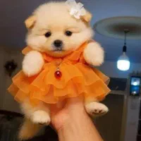 پامر عروسکی زیبا قیمت پایین