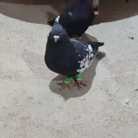 کبوتر سینه سیاه|پرنده|حمیدیه, |دیوار