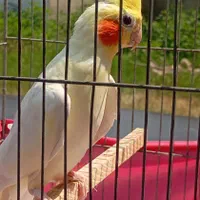 عروس هلندی نر بالغ و ماده بالغ خواهر برادرن|پرنده|رشت, پسیخان|دیوار