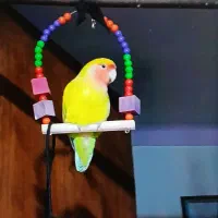 طوطی برزیلی گمشده