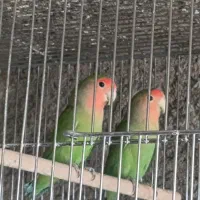 کتوله‌و عروس هلندی سمیرم