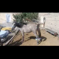 اسب|اسب و تجهیزات اسب‌سواری|ارشق, |دیوار