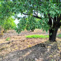 هزارمتر زمین|فروش زمین و ملک کلنگی|شاهین‌شهر, فردوسی|دیوار