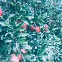 باغ روستای دالستان جاده قدیم ساوه سلفچگان|فروش خانه و ویلا|قم, آزادگان|دیوار