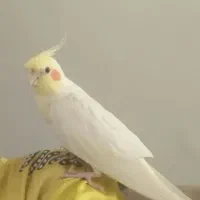 عروس هلندی/ گمشده/ نور